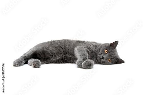 cat breed scottish-straight on white background photo