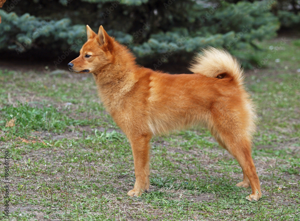 The Karelian-Finnish laika standing on a glade The Karelian-Finnish laika standing on a glade