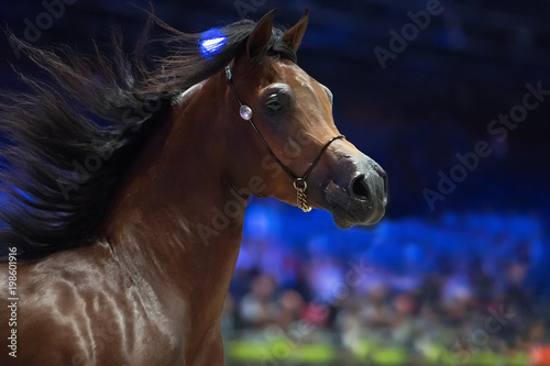 portrait of bay moveing Arabian horse . inside