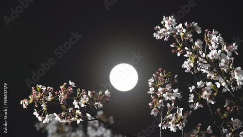 Tokyo, Japan-March 30, 2018: Cherry blossoms or Sakura in full bloom under the moon. Moon age is 13.
