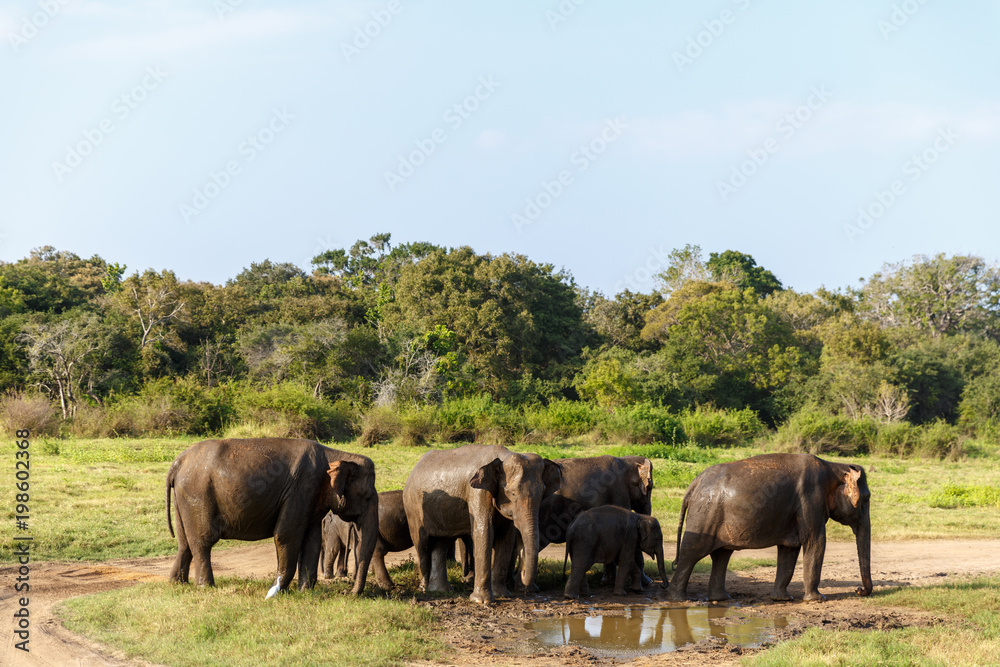 scenic view of wild elephants in natural habitat, Asia, sri lanka, minneriya