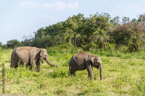 scenic view of wild elephants in natural habitat on field, sri lanka, minneriya