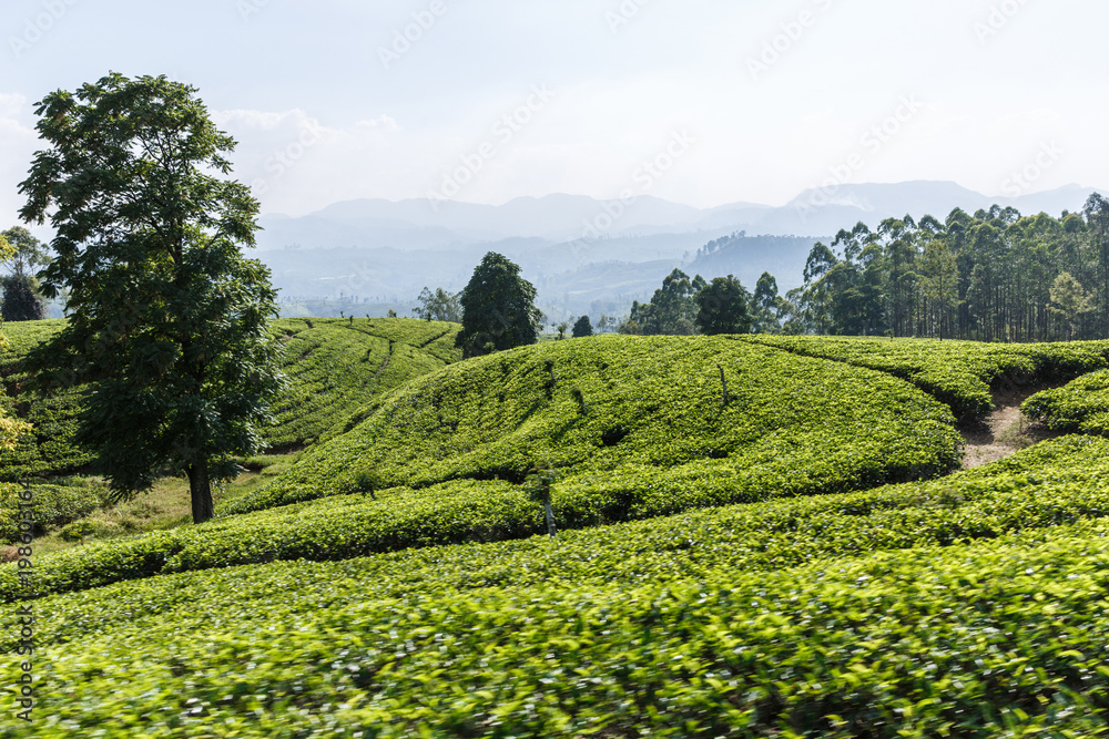 beautiful scenic view of green field with plantations with plants and blue sky, sri lanka, horton plains