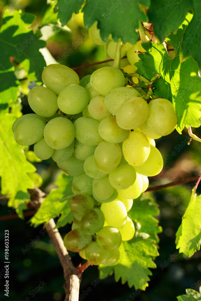 bunch of ripe grapes