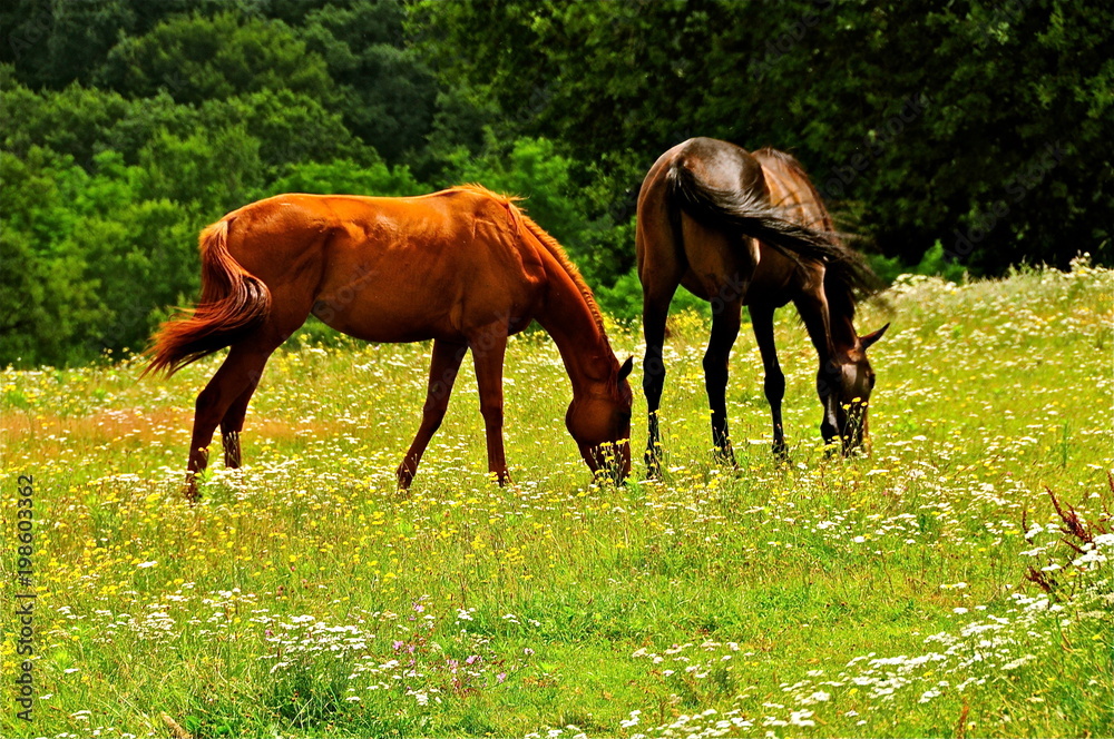 Deux chevaux mangent dans un pré.