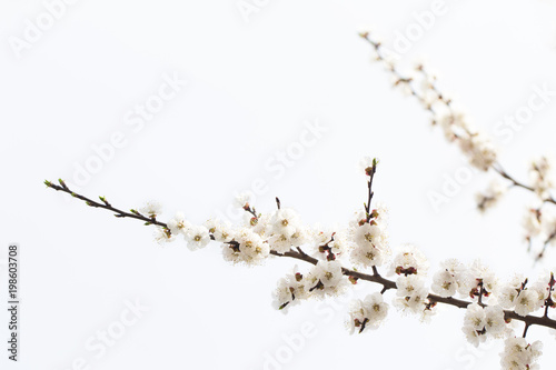 sunnyblooming branch of apricot colorful spring background