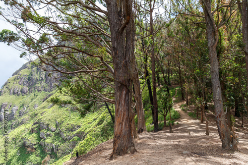 beautiful scenic view of forest with trees with green foliage, Asia, sri lanka, ella