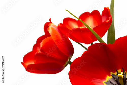 Red tulips isolated on white background. 