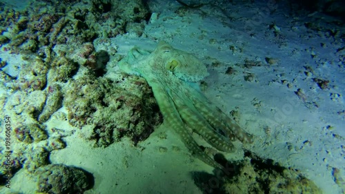 Big Blue Octopus goes on the bottom at night
 photo