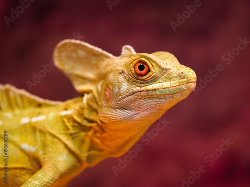 Lizard in terrarium. 