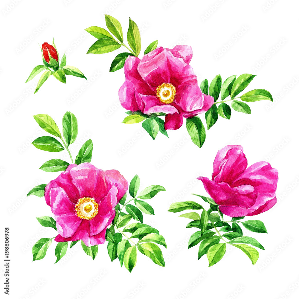 Watercolor rose hip flowers isolated on white background. Botanical illustration. Watercolor rose hip flowers isolated on white background. Botanical illustration.