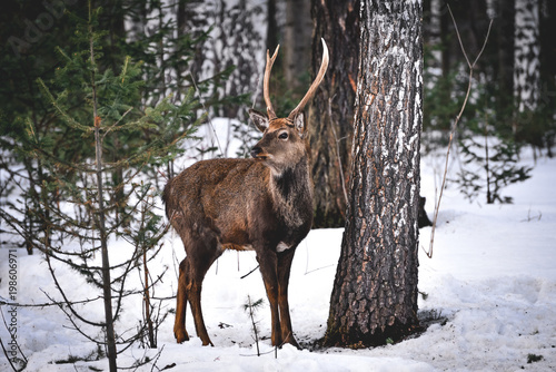 Deer in the forest