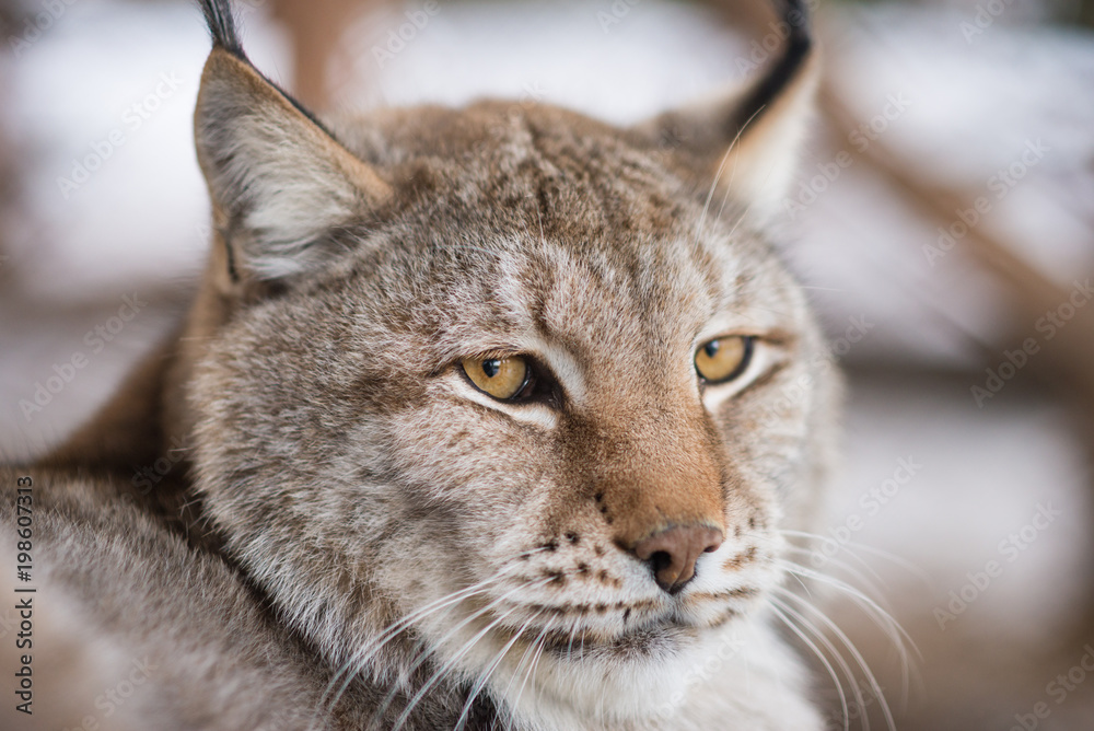 The lynx The lynx