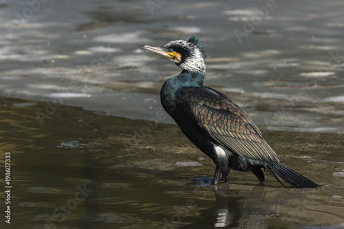 Portrait of an adult cormorant resting on ice, The Netherlands