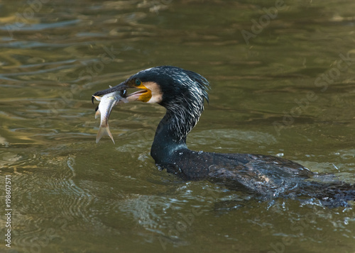 Portrait of an adult great cormorant with a fish, The Netherlands © ptashkan