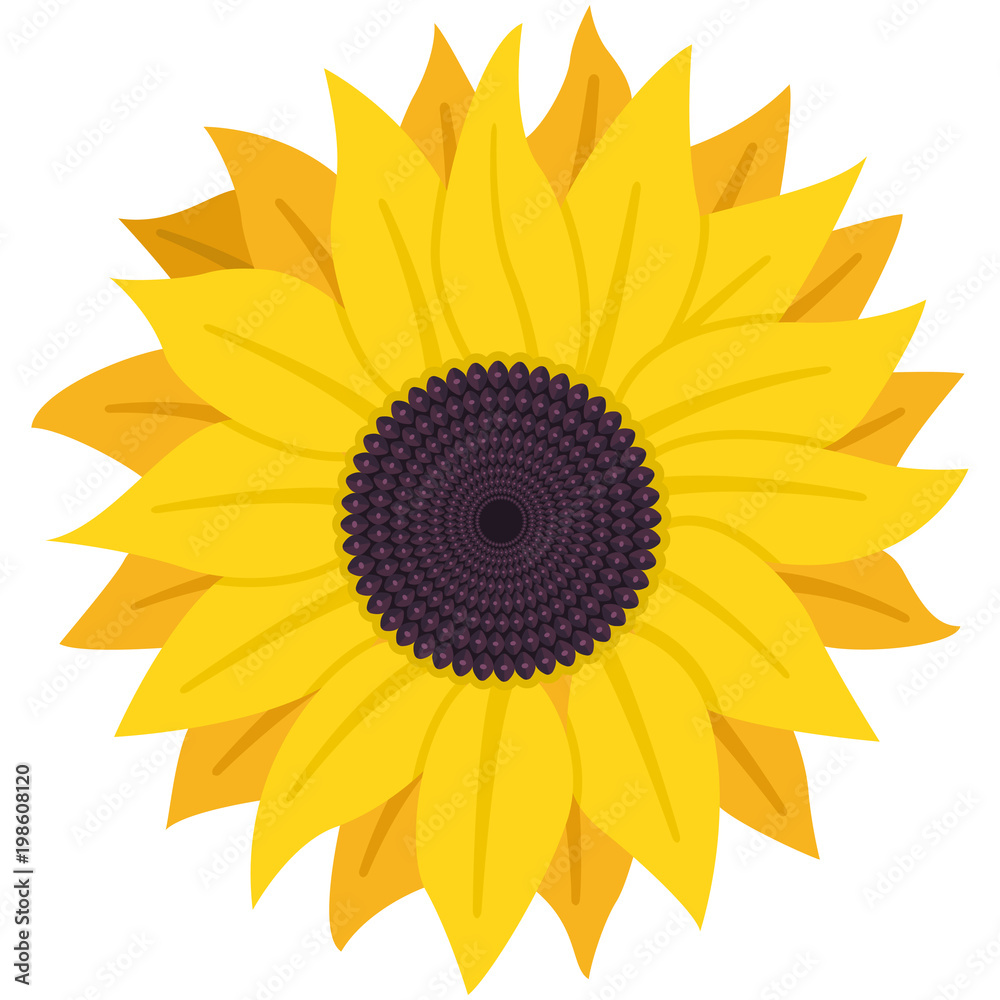 Sunflower with seeds vector flat icon isolated on white background. Sunflower with seeds vector flat icon isolated on white background.