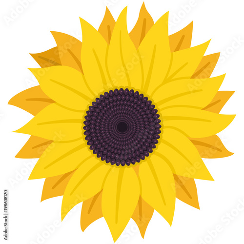 Sunflower with seeds vector flat icon isolated on white background.