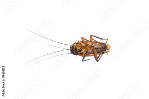 Dead cockroach on isolate white background