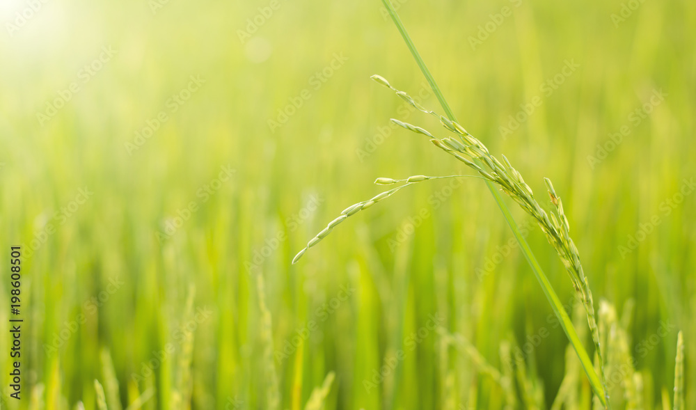 Close up rice field on natural background Close up rice field on natural background