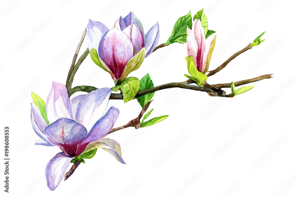 Magnolia flowers on a branch painted in watercolor.