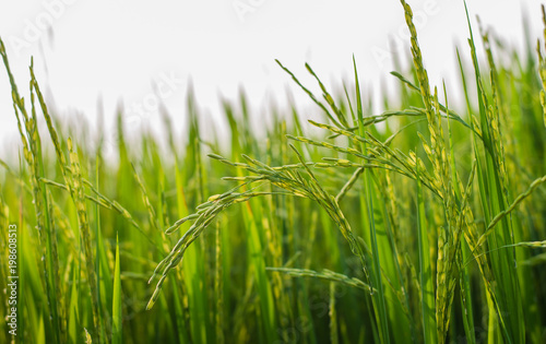 Close up rice field on natural background