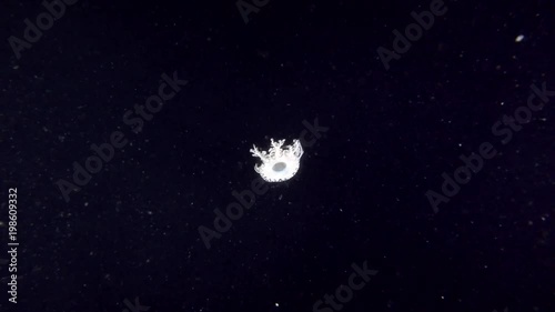 Upside Down Jellyfish or Cassiopea Jellyfish swim in the night
 photo