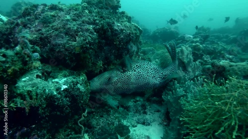 Big Map Puffer eating coral 
 photo