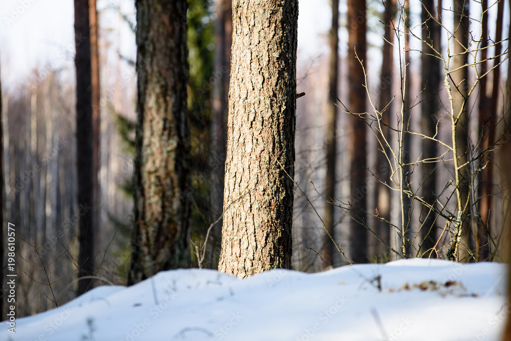 Fototapeta premium winter rural scene with snow and tree trunks in cold