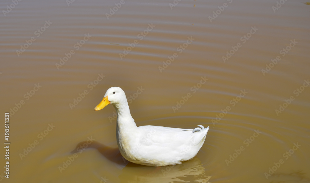 White duck in the water