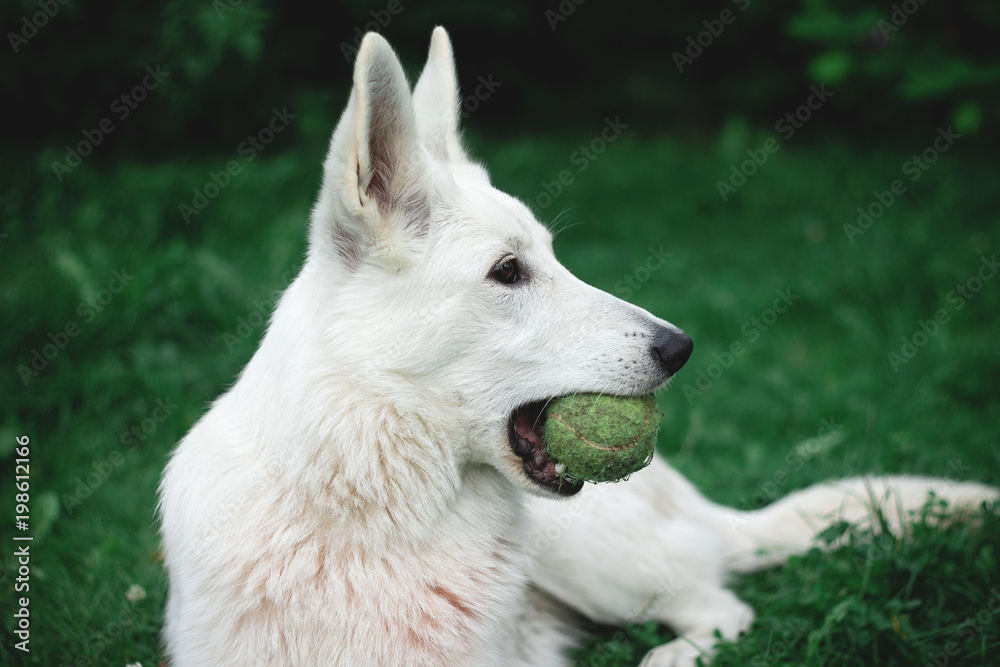 Weißer Schäferhund Welpe