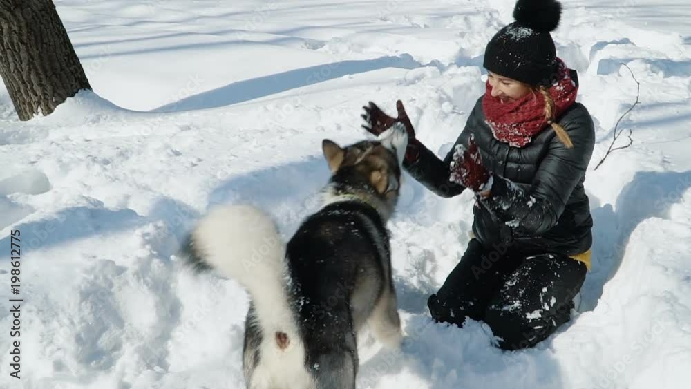 Beautiful girl playing with malamute dog on the snow outdoors in slow motion.  Girl hugging dog.