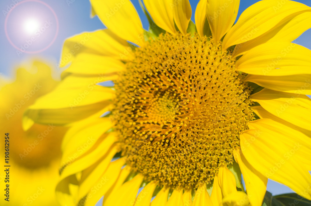 Obraz premium Summer sun over the sunflower field nature background