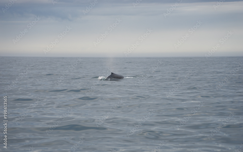 Whalewatching in der Skjálfandibucht bei Húsavík / Nord-Island