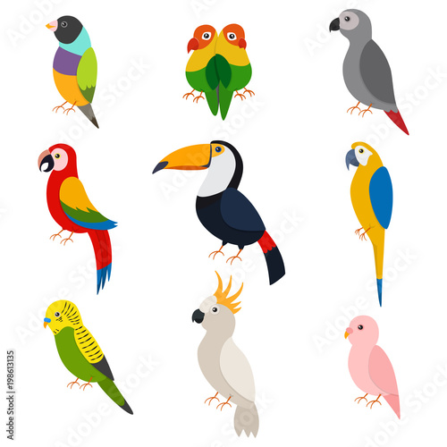 Parrots vector cartoon set: macaw, toucan, green parrot, lovebirds, cockatoos, ara, budgie and other. Flat icons of exotic birds isolated on white background.