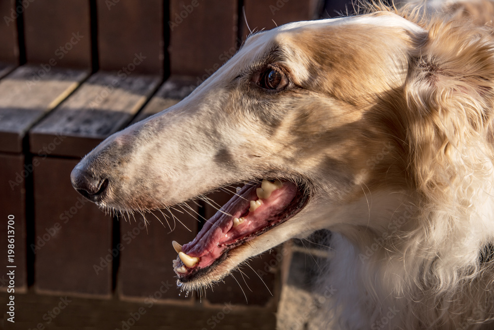 Fototapeta premium Hund Tier Schnauze Kopf