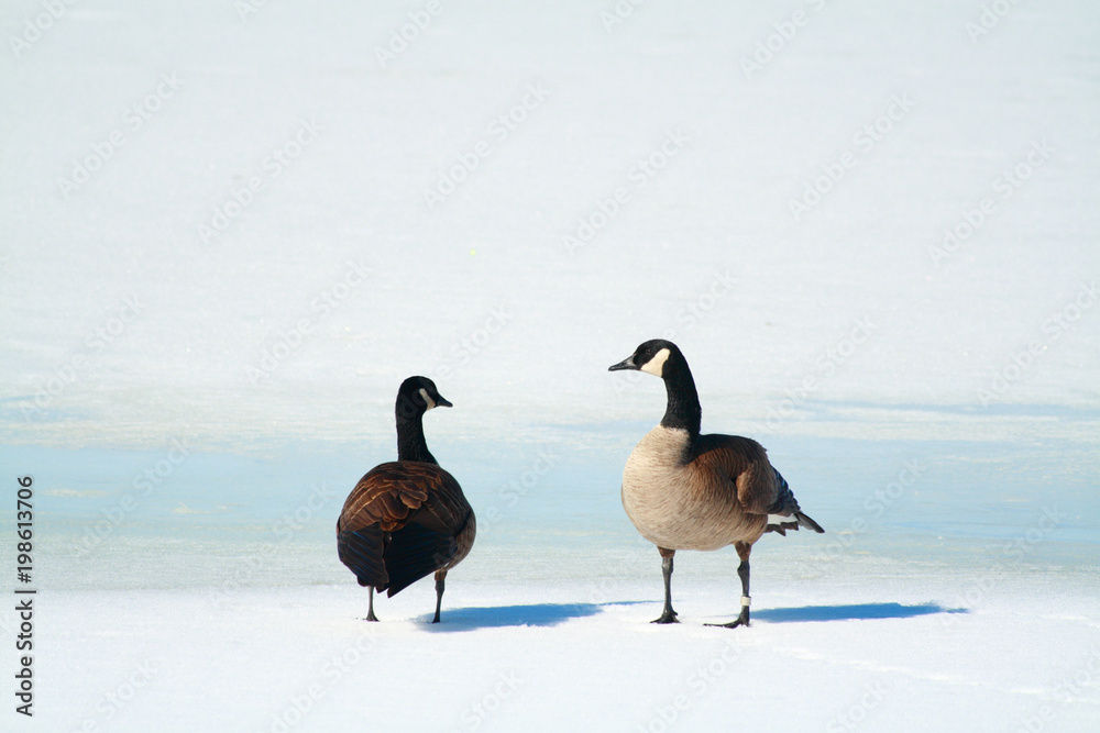 Naklejka premium Canada geese couple in talk
