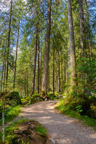 Fototapeta bezdroża park las