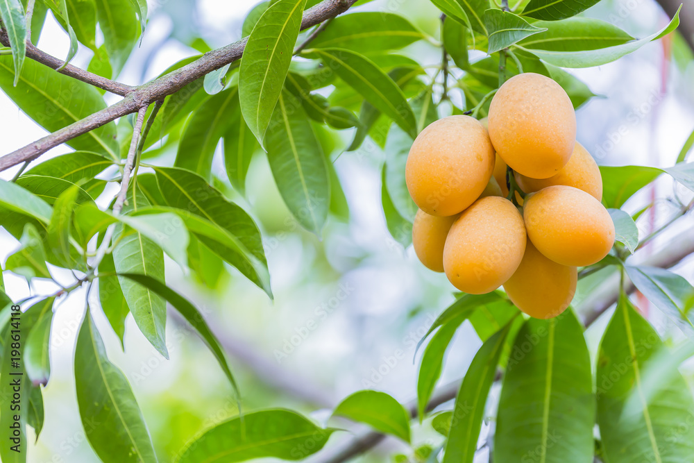 Marian plum,Marian mango or plango (Mayong Chit in Thai) is the most popular grown fruit in Nakhon Nayok. The harvest season lasts from February to March. Marian plum,Marian mango or plango (Mayong Chit in Thai) is the most popular grown fruit in Nakhon Nayok. The harvest season lasts from February to March.