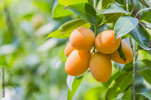 Marian plum,Marian mango or plango (Mayong Chit in Thai) is the most popular grown fruit in Nakhon Nayok. The harvest season lasts from February to March. photo