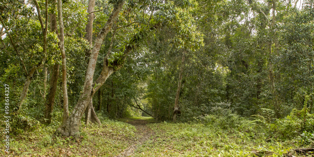 Fototapeta premium jungle