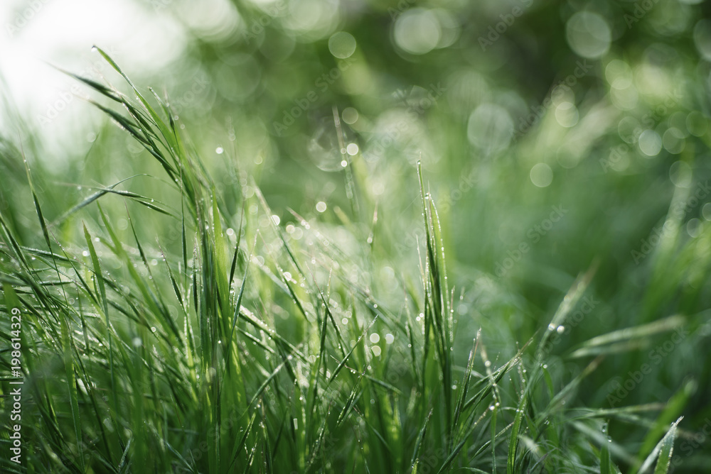 Obraz premium Natural abstract soft green defocused sunny background with grass and light spots. Spring easter backdrop with copy space