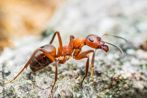 Red Ant Insect Macro