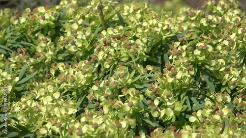 Wolfsmilch, Euphorbia regis jubae, Euphorbia, ildpflanze, Blume, Fuerteventura, 4K photo