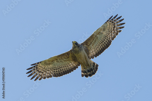 A Crested Serpent Eagle in Flight  Juvenile 