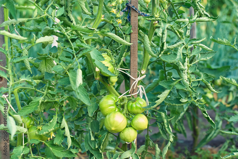 Bush unripe green tomatoes in the garden Bush unripe green tomatoes in the garden
