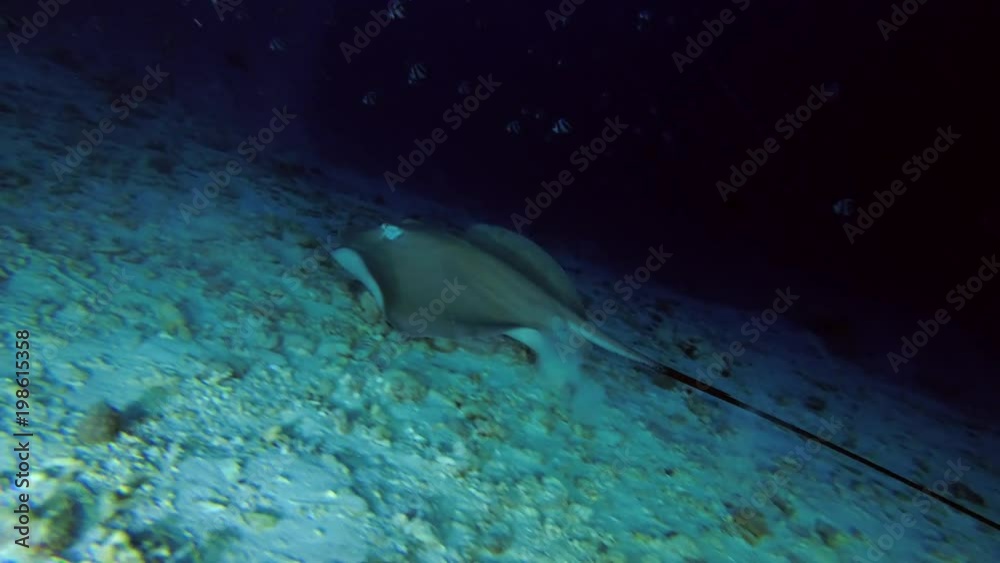 two Pink whiprays swim over sandy bottom (evening light)
two Pink whiprays swim over sandy bottom (evening light)