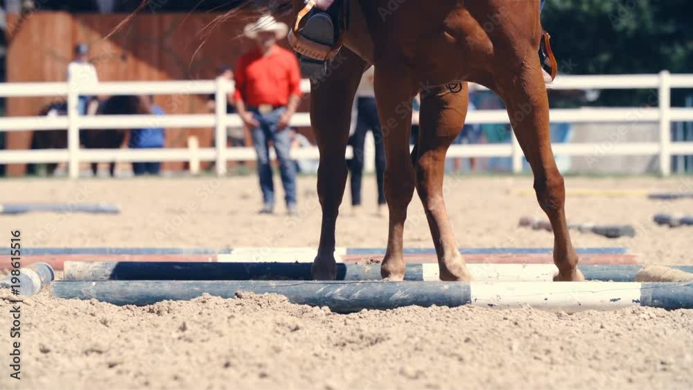 Horse spinning inside the ground poles square 4K Horse spinning inside the ground poles square 4K