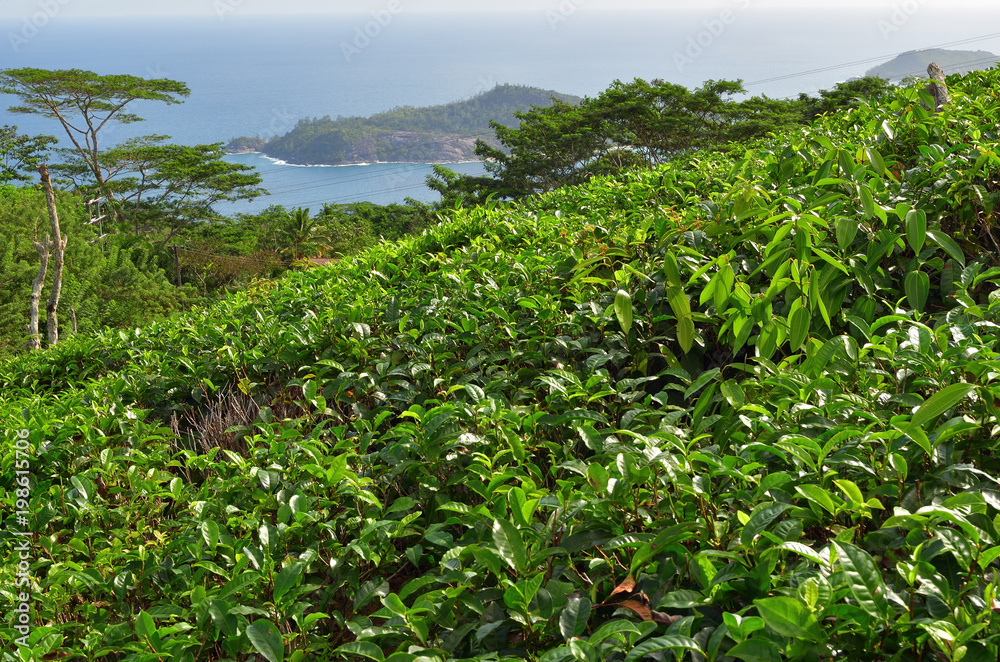Seychelles islands, tea plantation