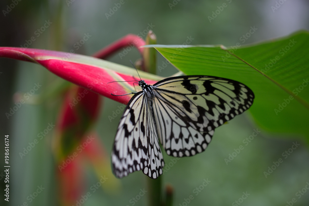 Obraz premium Butterfly