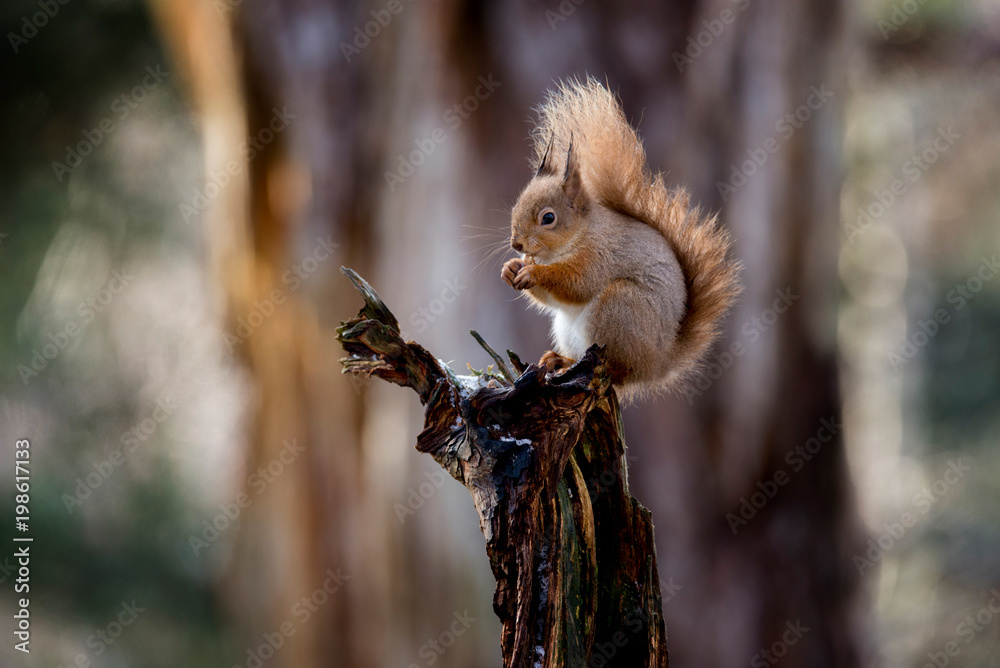 Red Squirrel (Sciurus vulgaris) feeding in pine forest